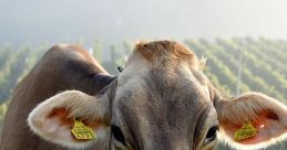 Cow In the tranquil setting of a ranch down in Arizona, the soothing of Cow Moos can be heard echoing across the vast