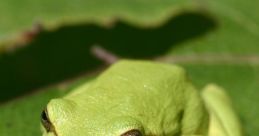 Frog The distinct of a bullfrog croaking fills the air with a deep, resonant tone. It is a familiar that echoes through