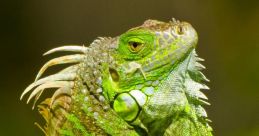 Iguana Iguanas are fascinating creatures known for their unique behaviors and . One such that has gained popularity