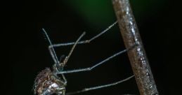 Mosquito The faint of a high-pitched mosquito fills the air, easily blending in with the cacophony of everyday noises.