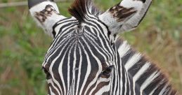 Zebra The of a zebra call echoes through the savanna, a haunting yet beautiful melody that carries for miles. The call is a