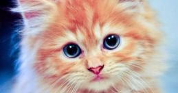 Kitten The soft and delicate of a kitten meow is something that warms the hearts of many. It is a high-pitched, sweet that