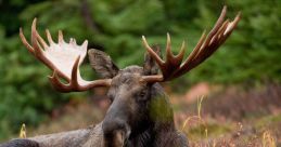 Moose Moose are large, majestic creatures that roam the forests of North America. Their deep, resonant calls are a