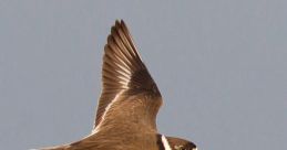 Semipalmated The first that we hear in this is the Semipalmated Sandpiper 2 field recording recorded by Tony Phillips. The