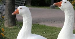 Goose The of a Canadian Geese honking is a distinct call that can be heard echoing across lakes and rivers. The loud and