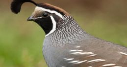 Quail Quails are known for their distinctive that add a unique charm to the natural environment. One of the most