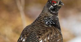 Grouse The deep booming call of a grouse echoed through the thick brush, a that resonated with a primordial power. It was a