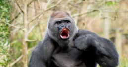 Gorilla The of a gorilla is truly unforgettable. From deep guttural grunts to powerful roars, these majestic creatures have