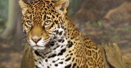 Jaguar The of a jaguar fills the air with a primal energy that can send shivers down your spine. It is a deep, guttural