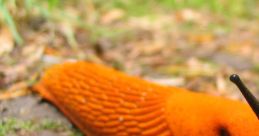 Slug Slug crawling - The of a garden slug moving along slowly and deliberately can be quite unsettling to some. Theuishy,