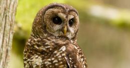 Spotted The Spotted Owl Call is a distinct and haunting that echoes through the dense forests of Yosemite National Park. It