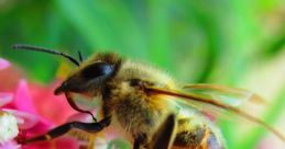 Bee The buzzing of bees is a distinctive that can be both calming and intimidating. When you hear the low hum of bees