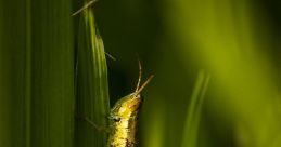 Grasshopper The of a very large grasshopper flying by a recording device captures the essence of nature in a unique way.