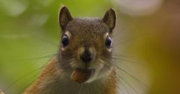 Squirrel "Squirrel - A grounduirrel recorded in Denali national forest. A public domain nature " The of auirrel