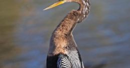 Anhinga Anhinga - from a Anhinga deep in the everglades of Florida USA. The Anhinga, also known as the Snake Bird, is a