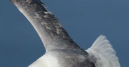 Fulmar The of the Fulmar bird is a unique and distinctive one. With its deep, guttural calls echoing across the cliffs