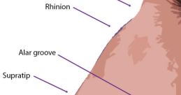 Nose The first related to the subject of nose is a simple but familiar one - the of sneezing. This short, abrupt noise