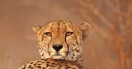 Cheetah The majestic Cheetah is known for its speed and agility on the African plains. However, what many people may not