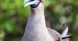 Booby Booby - Booby call... not a booty call. :) Call from the booby, a sea bird. The distinctive "booby call" is a that