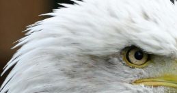 Eagle The piercing cry of an eagle echoes through the sky, a that demands attention and respect. The short-toed eagle