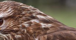 Buzzard The of a buzzard is truly a unique and fascinating one. The haunting call of these majestic birds of prey can