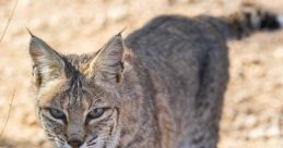 Bobcat The distinctive cries and calls of the bobcat echo through the wilderness, filling the air with a sense of wildness