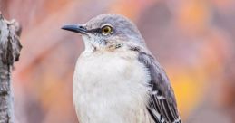 Mockingbird The mockingbird call rings out through the backyard, filling the air with its bright and cheerful melody.