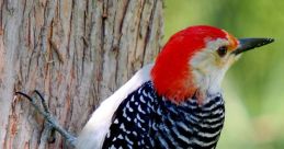 Woodpecker If you find yourself wandering through a quiet forest, you may be lucky enough to hear the distinct of a