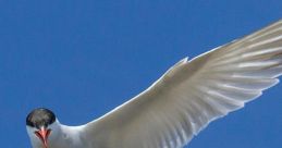 Terns The of Terns talking at the beach is a familiar and comforting one to those who have spent time near the ocean. These