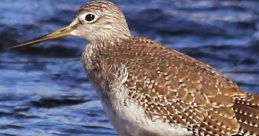 Shorebirds The shorebirds stood in a small group on the sandy beach, their feathers ruffled by the gentle breeze coming