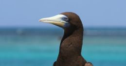 Seabirds The of seabirds at the ocean's edge are a symphony of nature, a cacophony ofuawking and chatting that fills the