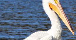 Pelican The of the pelican chick chattering near its mother pelican at the seaside are a symphony of nature's beauty. The