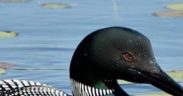 Loons Loons, a breed of water fowl, are known for their hauntingly beautiful that can be heard echoing across lakes and