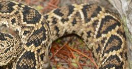 Rattlesnake The distinctive of a rattlesnake rattle is unmistakable. It sends shivers down your spine and immediately