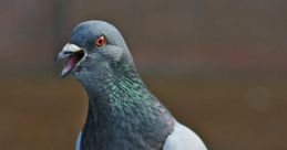 Pigeon Pigeons are known for their gentle nature and soothing cooing that fill the air. The of a Pigeon Coo is a