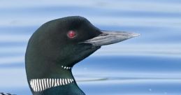 Loon The haunting and eerie of the loon bird call echoes across the tranquil lake, piercing through the silence of the