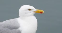 Seagull The of a Seagull Call is unmistakable - a high-pitched cry that cuts through the air with piercing clarity. It