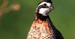 Bobwhite Bobwhite Quail – a familiar in the southern United States, the call of the Bobwhite Quail is distinctive and