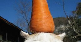 A cat with a carrot balancing on its head, surrounded by carrots, showcasing playful and quirky pet humor.