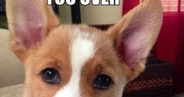 Corgi meme featuring a witty caption about arrogance, showcasing the dog's adorable expression and playful attitude.