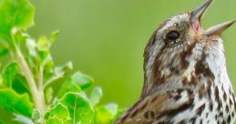 Sparrow-Chanting The of sparrows at Musaffah Corniche is like a symphony of nature. The melodic chirping of the birds fills