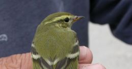 Leaf-Warblers In the heart of the forest, the gentle of leaf warblers can be heard fluttering through the trees. Their