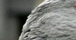 Close-up of a goose's neck feathers, showcasing the unique texture and coloring found in nature. Perfect for wildlife enthusiasts.