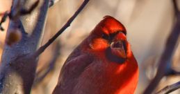 Dawnchorus The gentle trill of a Robin's song echoes through the lush Madeira forest, a melodic serenade that heralds the