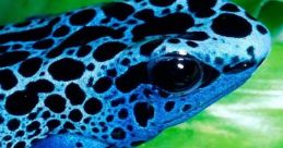 Blue frog You can immerse yourself in a world of al magic with the mesmerizing of the Blue Frog . From the enchanting melody