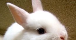 White rabbit You can play and download a variety of related to the subject of White Rabbit, including a mix of , speech,