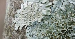 Lichen These are like a gentle whisper through the trees, a delicate melody that dances on the air. Rochelle's