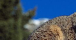 Bobcat The bobcat (Lynx rufus), also known as the red lynx, is a medium-sized cat native to North America. It has