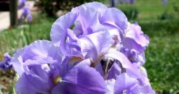 Iris You can immerse yourself in a world of diverse related to the subject of Iris. From the cold and rainy weather forecast