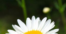 Daisy Daisy, Daisies or DAISY may refer to. Daisy may also refer to the name of a group or a group of people. Daisie may